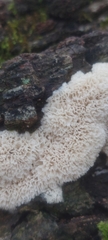 Rigidoporus corticola