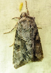 Achatia distincta
