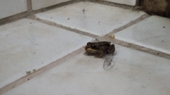 Anura
