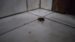Anura