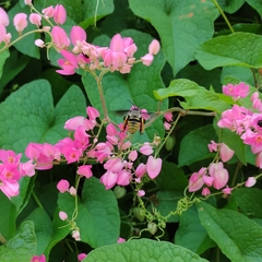 Anthophila