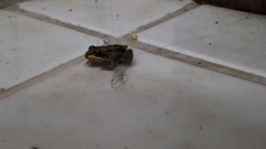 Anura