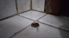 Anura