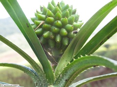 Pandanus leptopodus