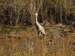 Antigone canadensis pulla