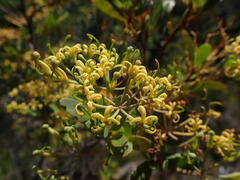 Stenocarpus umbelliferus