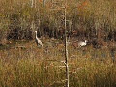 Antigone canadensis pulla