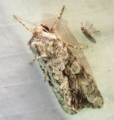Achatia distincta