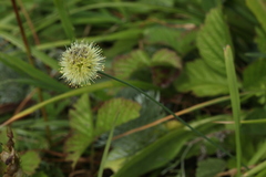 Allium flavidum