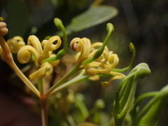 Stenocarpus umbelliferus