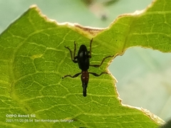 Cylas formicarius