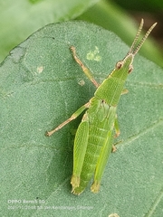 Tagasta marginella