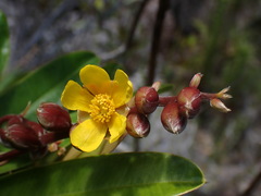 Hibbertia trachyphylla