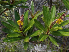 Hibbertia trachyphylla