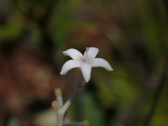 Psychotria rupicola