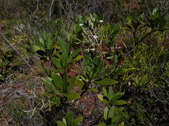 Psychotria rupicola
