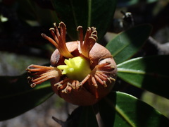 Montrouziera sphaeroidea