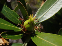 Montrouziera sphaeroidea