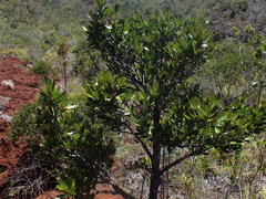 Montrouziera sphaeroidea