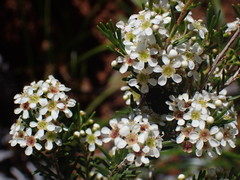 Sannantha leratii