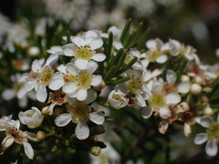 Sannantha leratii