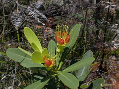 Xanthostemon aurantiacus