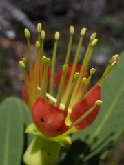 Xanthostemon aurantiacus