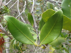 Melodinus balansae