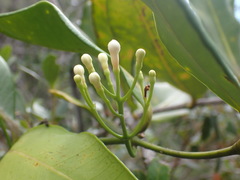 Melodinus balansae