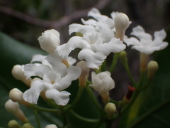 Melodinus balansae