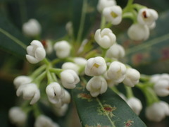 Notelaea austrocaledonica