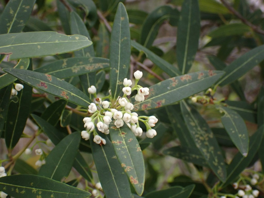 Notelaea austrocaledonica