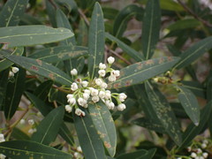 Notelaea austrocaledonica