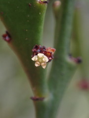 Exocarpos neocaledonicus