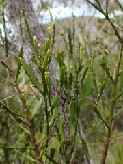 Exocarpos neocaledonicus