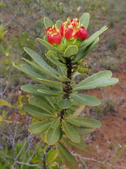 Xanthostemon aurantiacus