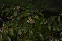 Ackama paniculosa