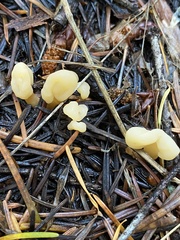 Cudoniaceae