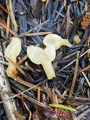 Cudoniaceae
