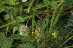 Allium flavidum