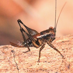 Lipotactes maculatus