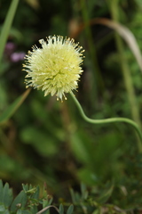 Allium flavidum