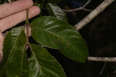 Ackama paniculosa