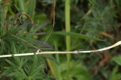 Allium flavidum