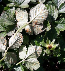 Phragmidium mexicanum