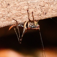 Lipotactes maculatus