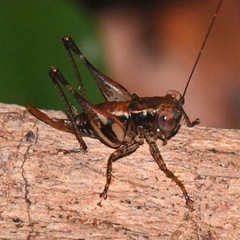 Lipotactes maculatus