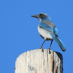 Aphelocoma californica