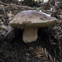 Boletus regineus