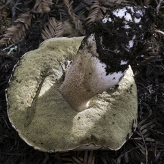 Boletus regineus